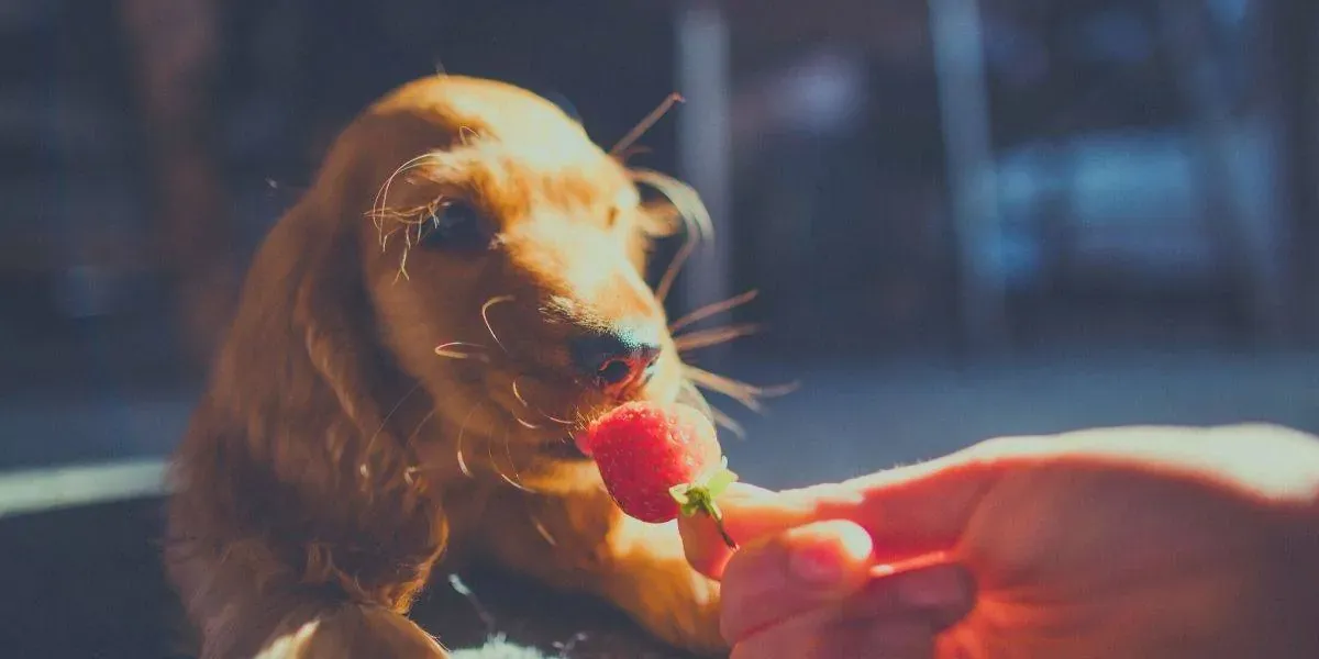 best dog food for cocker spaniel