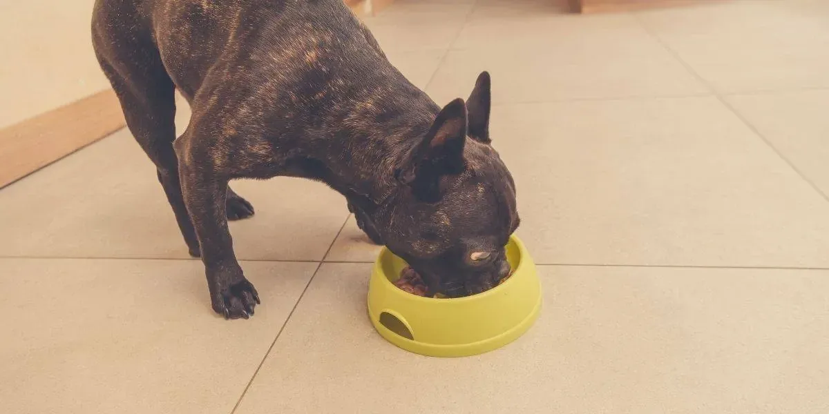 Best dog food for french bulldogs