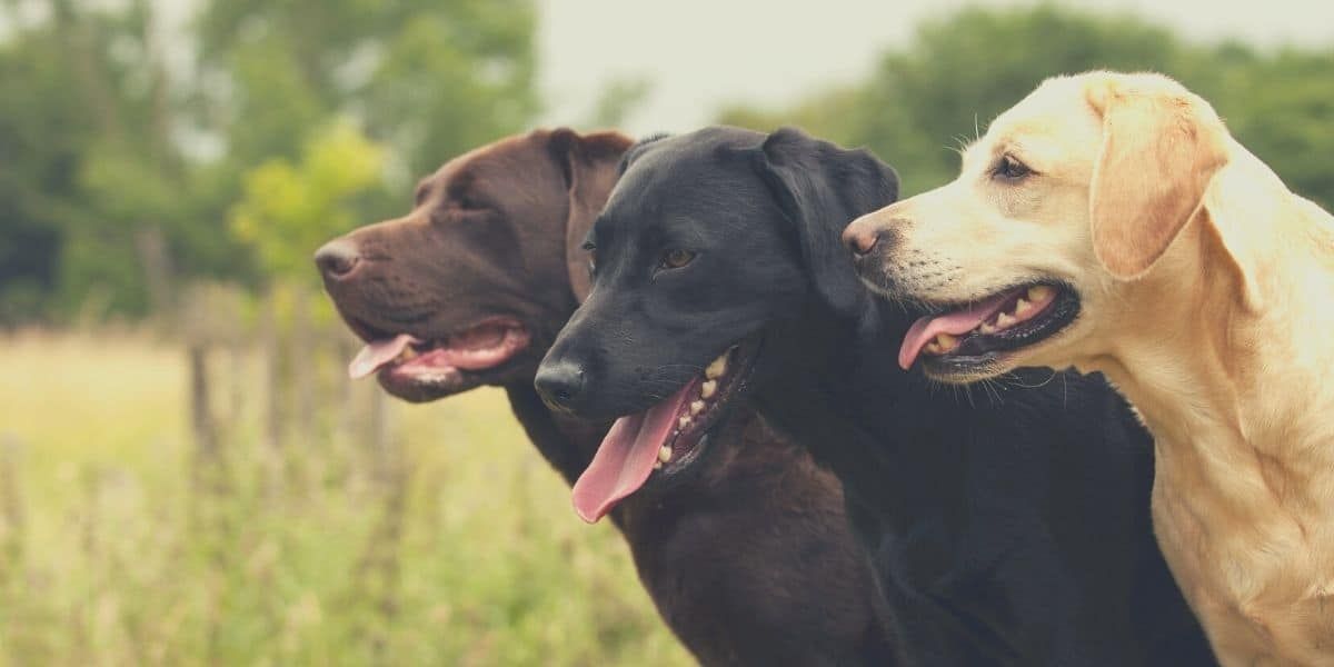 Best Dog Food For Labs 2022- Reviews And Nutritional Guidelines