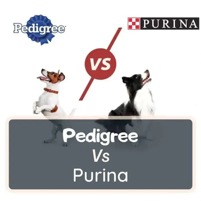 pedigree vs purina