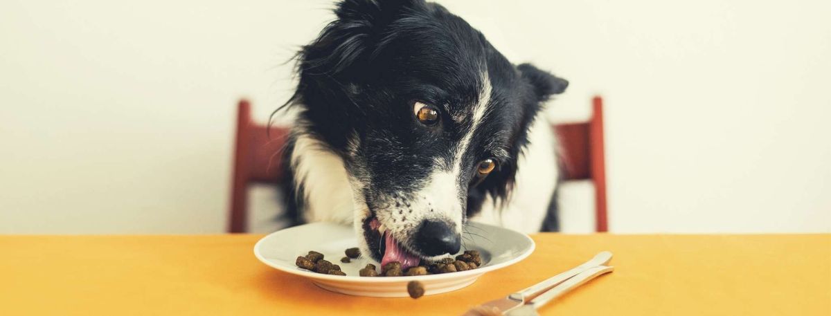 Blue Basics Dog Food Reviews