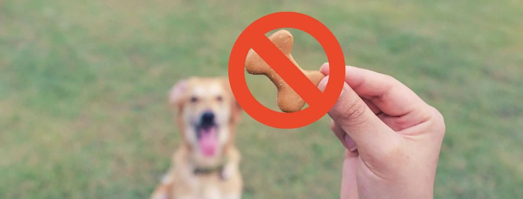 worst dog treats you should avoid