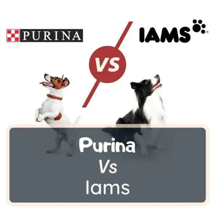 purina vs iams