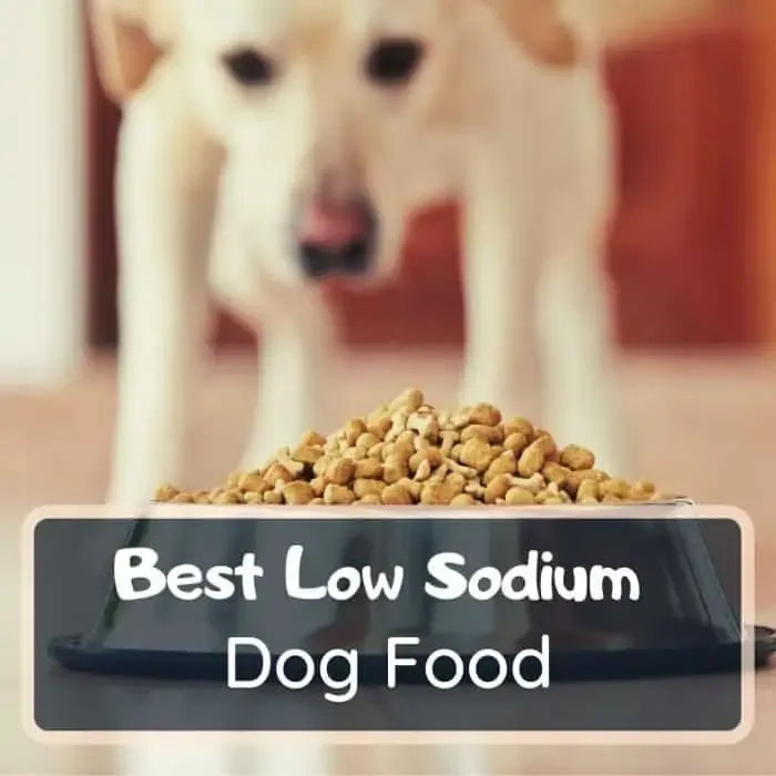 best low sodium dog food featured image