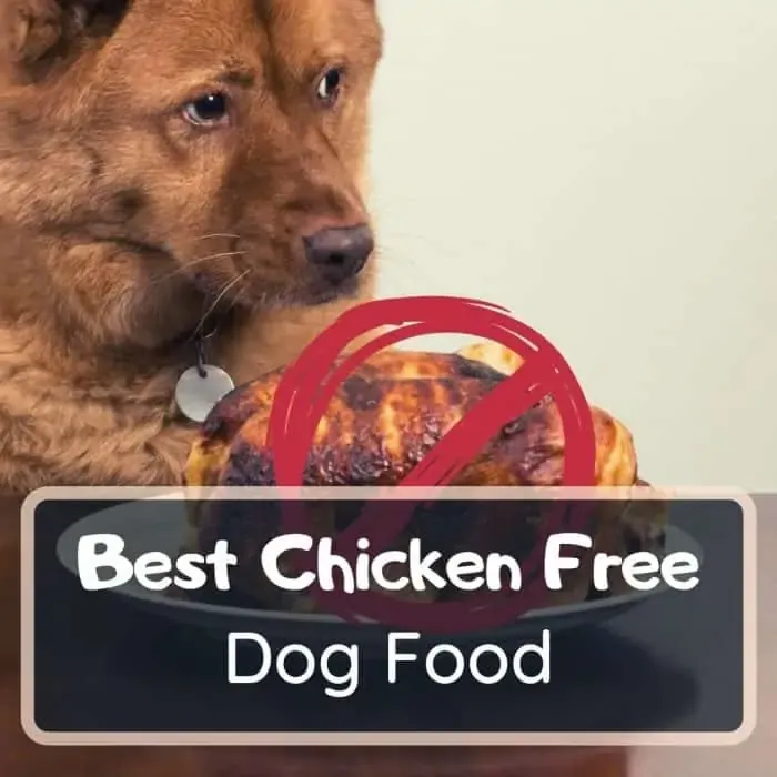 best chicken free dog food featured image