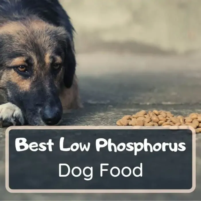 best low phosphorus dog food