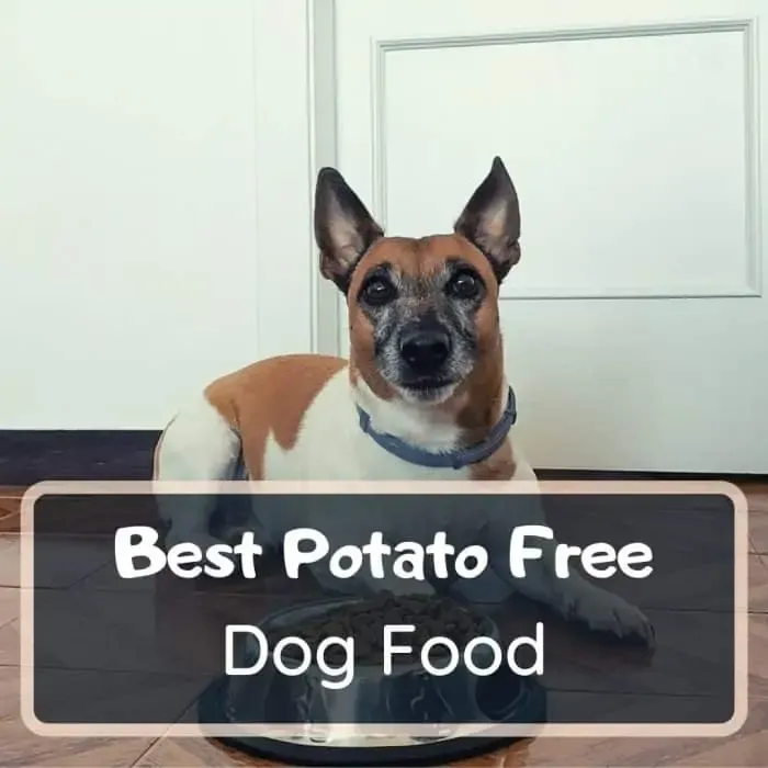 Best potato free dog food