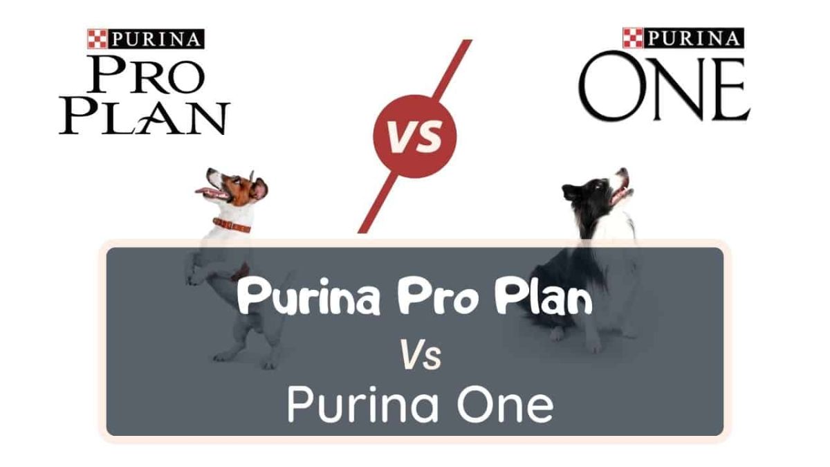 Compare Purina One To Purina Pro Plan Purina Pro Plan Vs Purina One Dog Food Comparison-[2022]