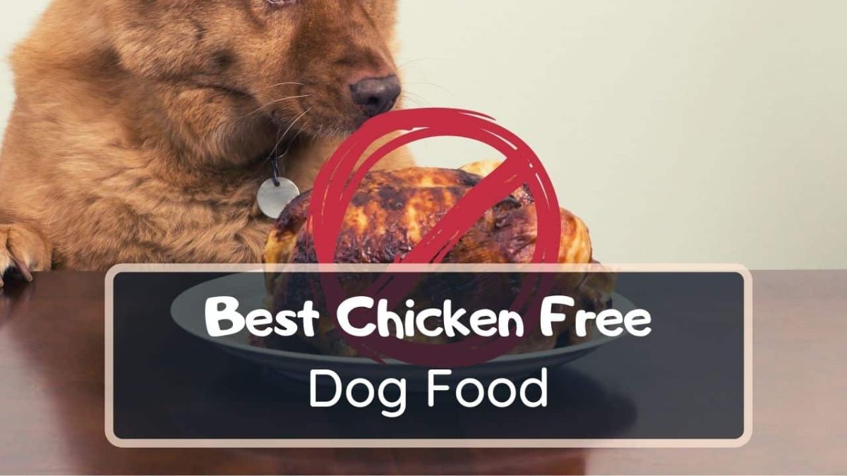 10 Best Chicken Free Dog Food In 2022 - Best Alternatives