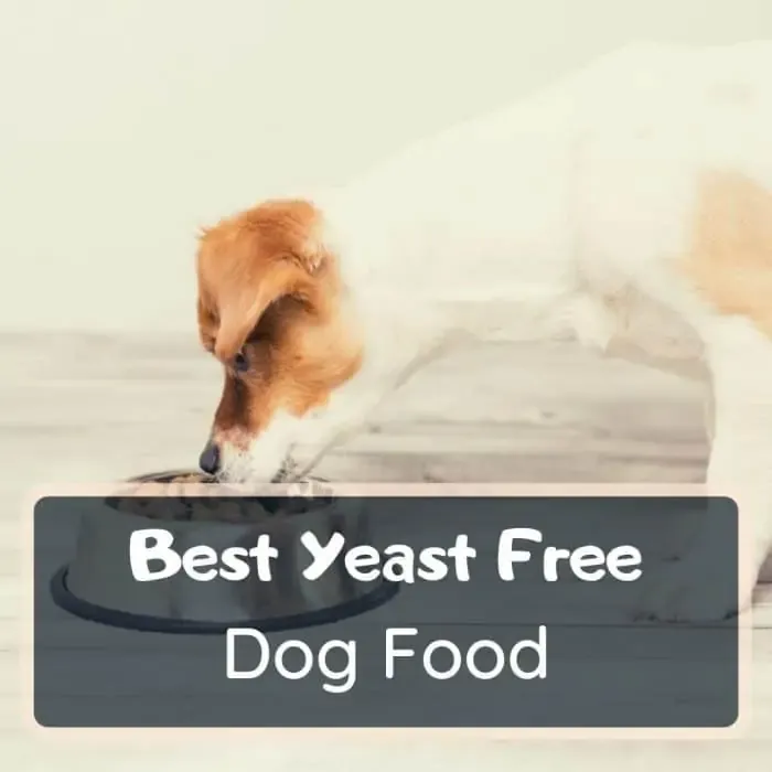 best yeast free dog food