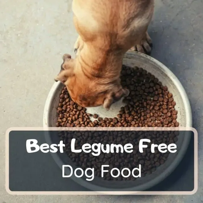 best legume free dog food