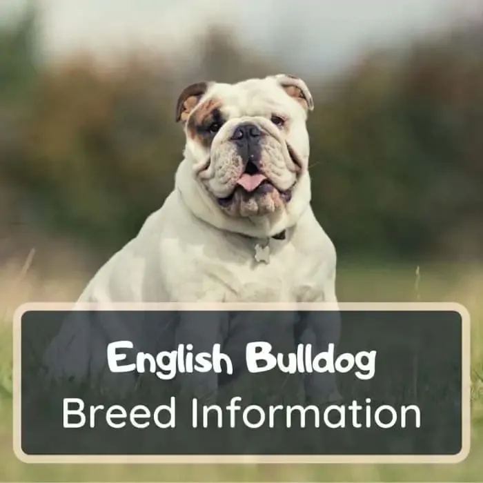 English Bulldog Dog breed