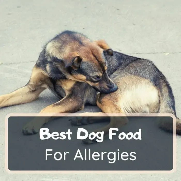 best dog foods for allergies