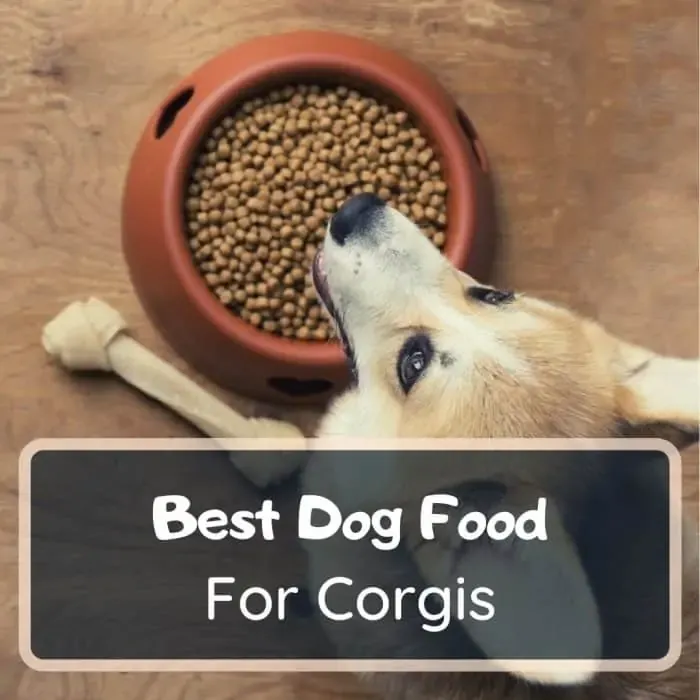 best dog food for corgis