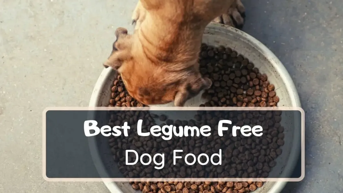 best legume free dog food