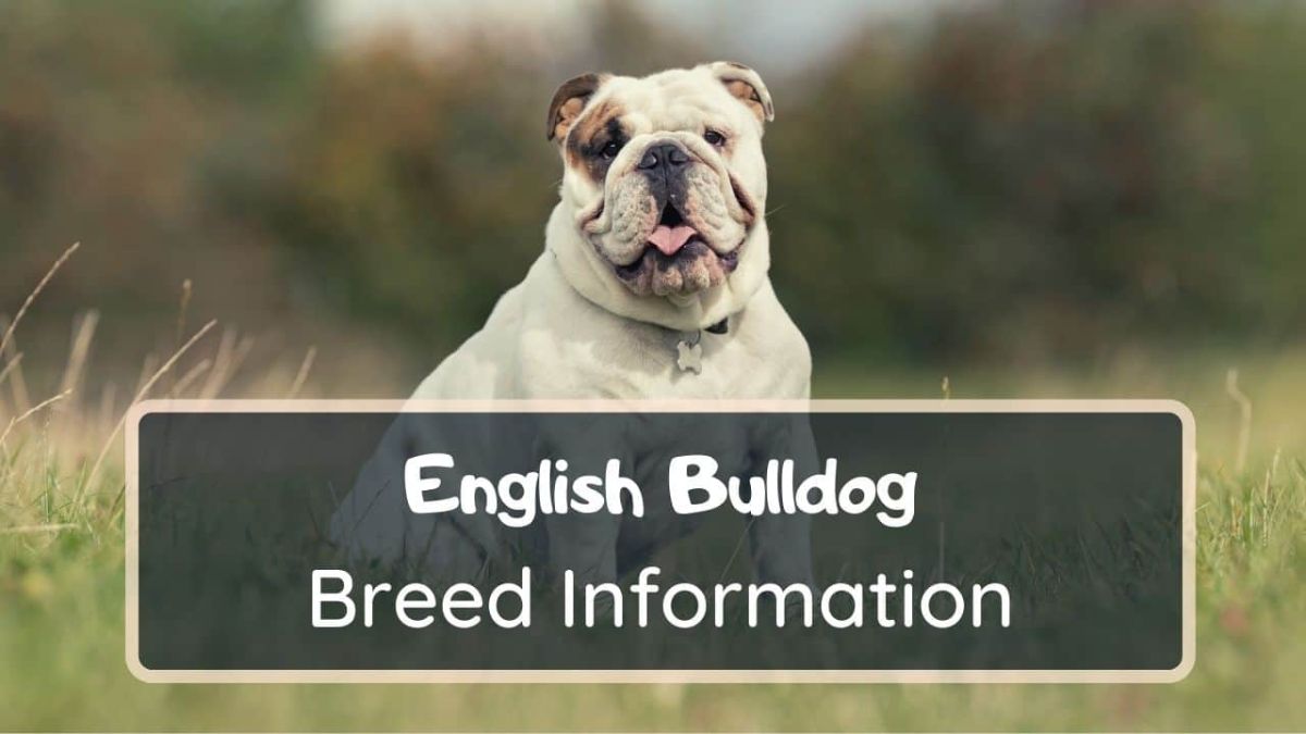 English Bulldog Dog Breed Information, Personality, Health, Grooming ...