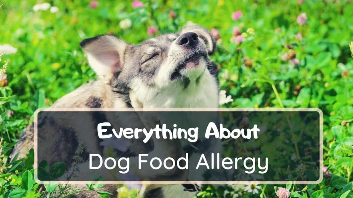 Dog Food Allergies - Allergens, Causes, And Prevention - Petworshiper