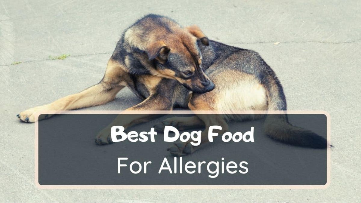 10 Best Dog Foods For Allergies In 2022 - Reviews, Nutrition