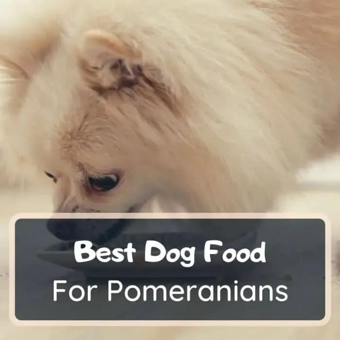 best dog food for pomeranians