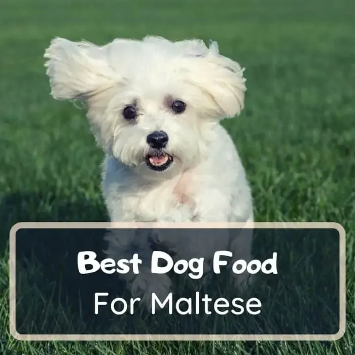 best dog food for maltese
