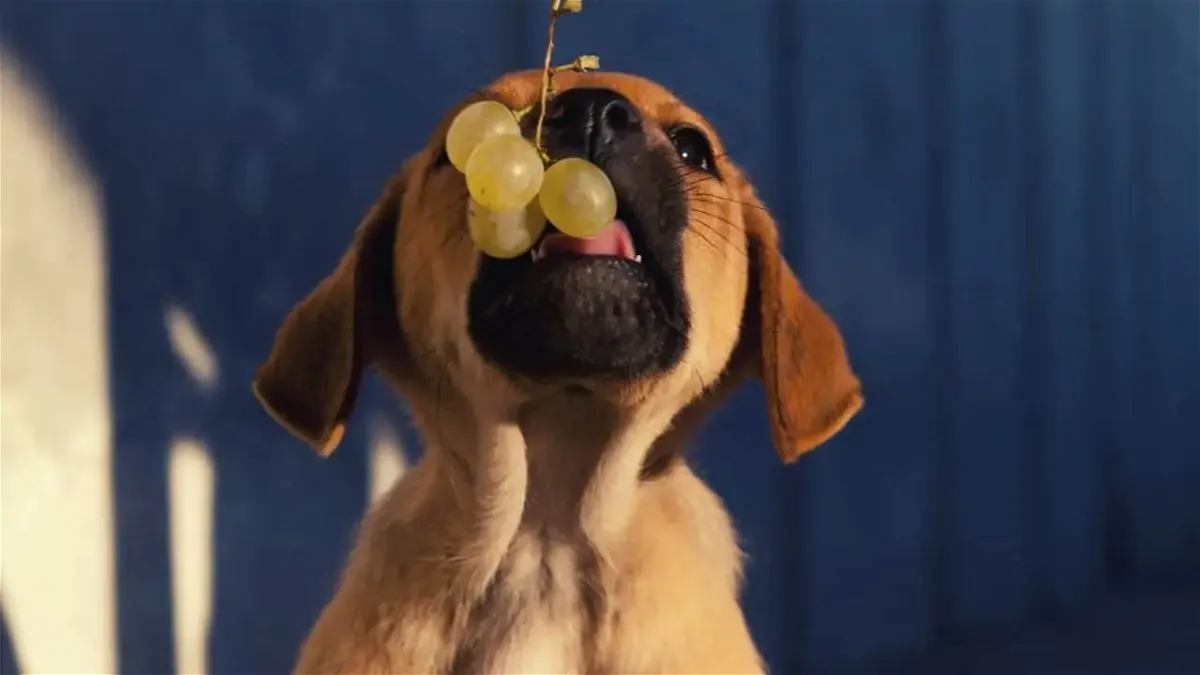 dog is eating grapes