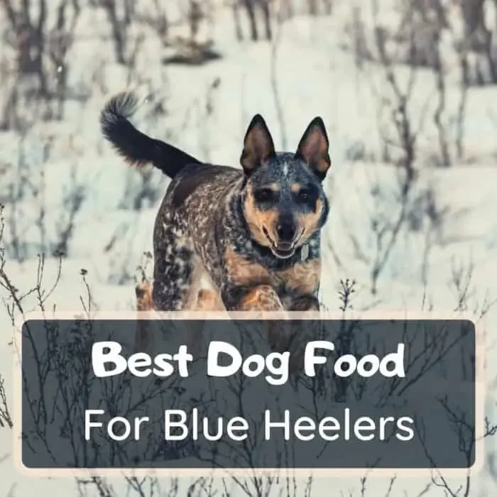 best dog food for blue heelers
