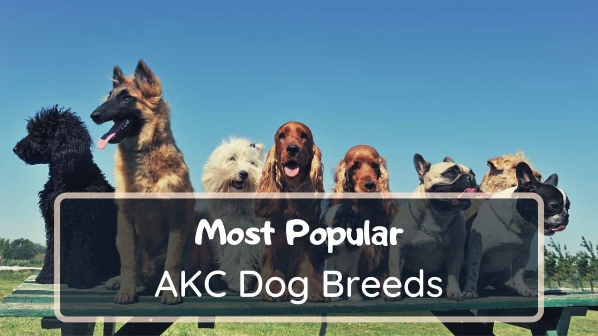 Most Popular AKC Dog Breeds In 2022