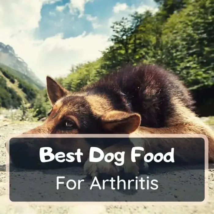 best dog food for arthritis featured