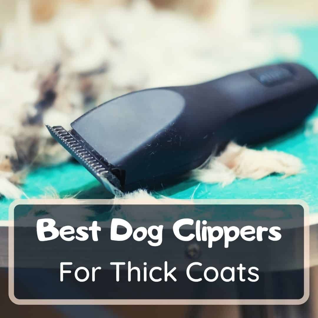 best dog clippers for thick coats