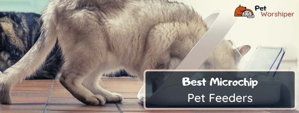 Best Microchip Pet Feeder