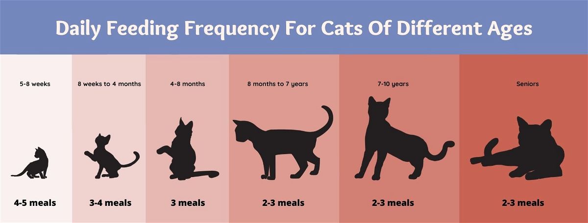 How Much Do You Feed Your Cat A Day How Much Should I Feed My Cat? Methods&Online Calculator