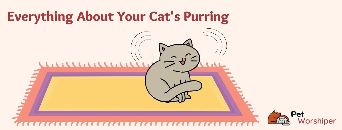 cat purring