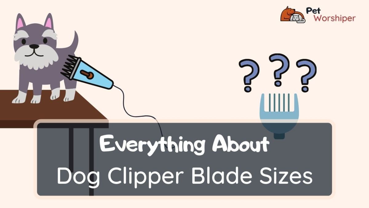 dog clipper blade sizes chart yorkie