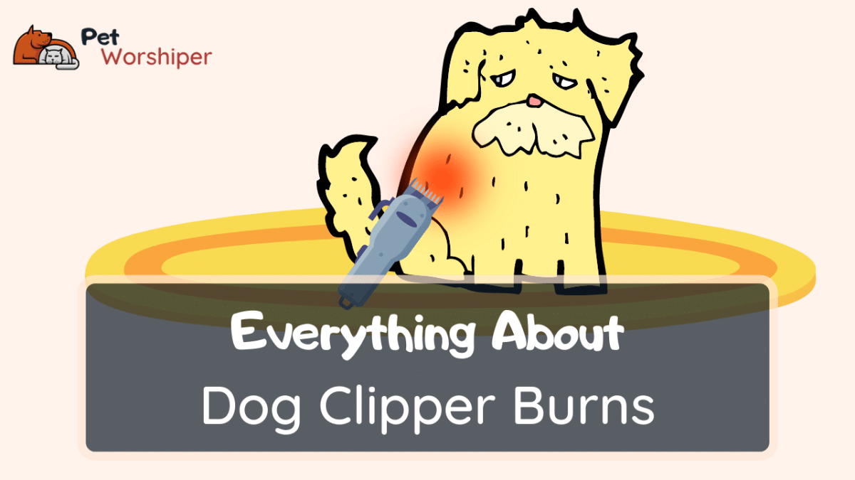 Clipper Burn On Dogs Causes, Treatments, Prevention 2022