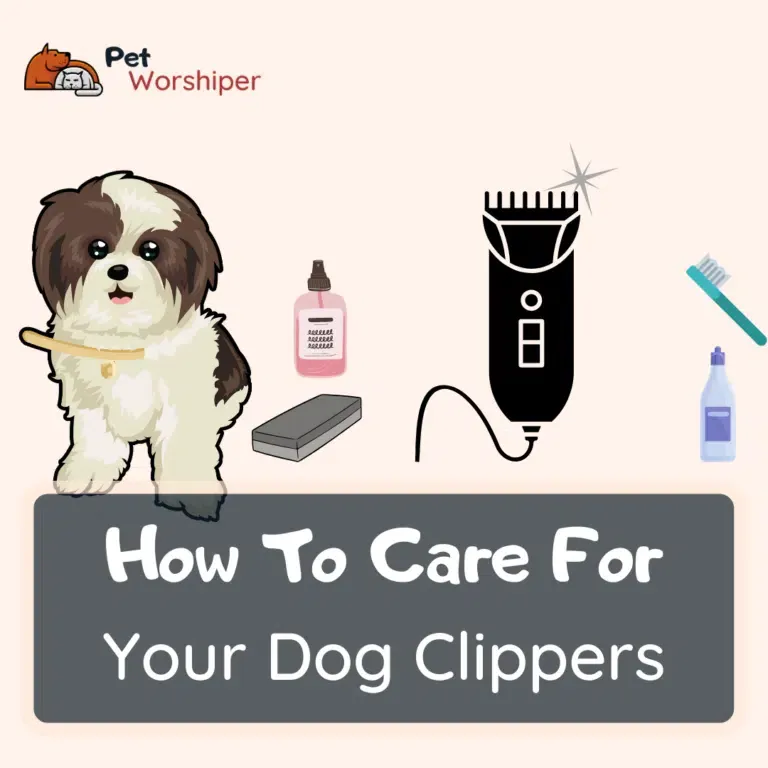 How To Care For Your Dog Grooming Clippers