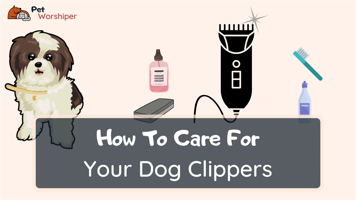 Maintain Your Dog Grooming Clippers [2022] Detailed Guide