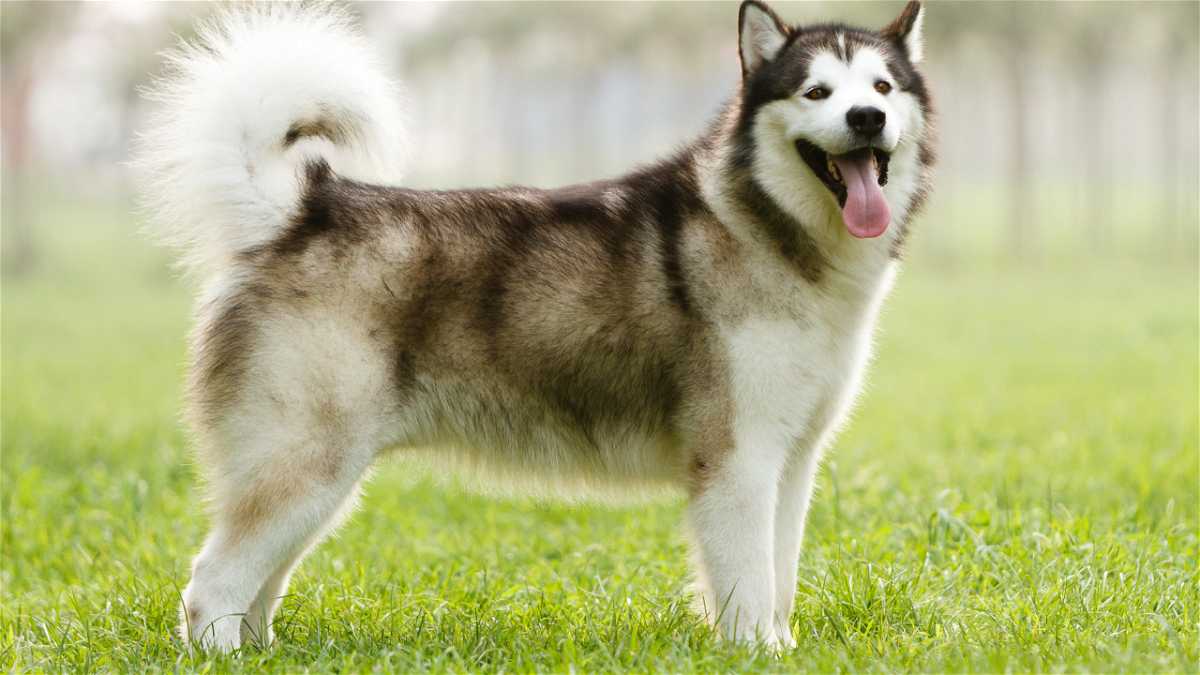 Alaskan Malamute