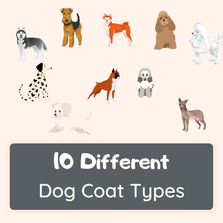 dog coat types