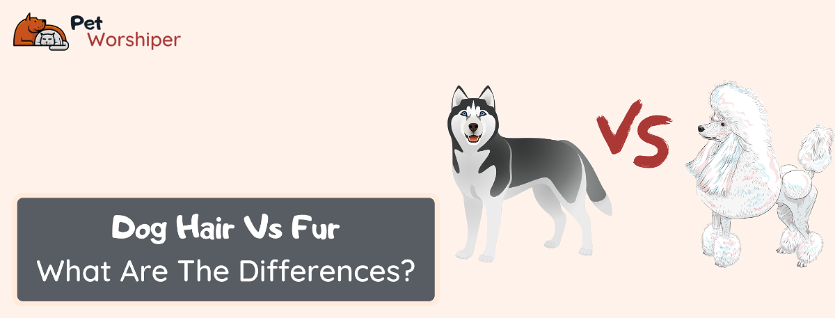 dog hair vs fur