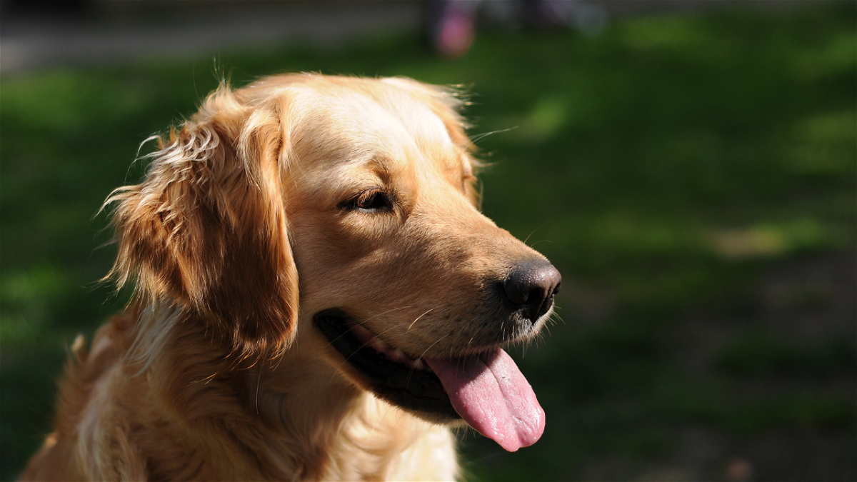 golden retriever